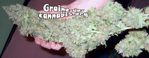 afghan-kush-bud